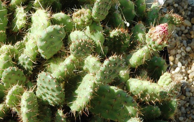 Opuntia_albicaetacens_v